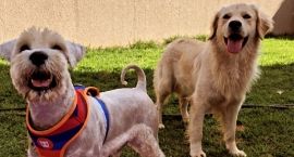 Hospedagem e creche para pets 