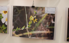 Gallery - 0