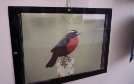 Gallery - 2