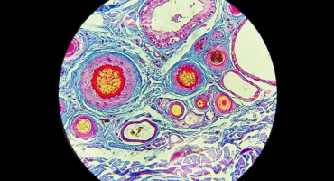 Descrição da Imagem