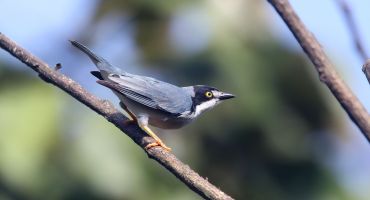 Descrição da Imagem