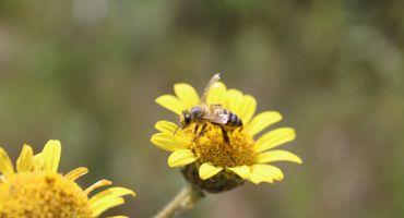 Descrição da Imagem