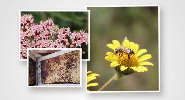 Descrição da Imagem