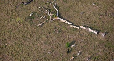 Descrição da Imagem