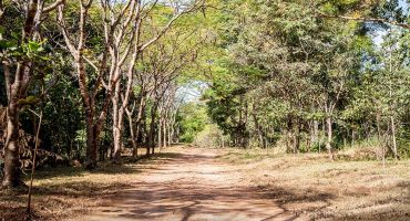 Notícias - Trilhas ecológicas da RPPN da Sede Campestre estão temporariamente indisponíveis