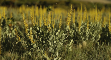 Descrição da Imagem