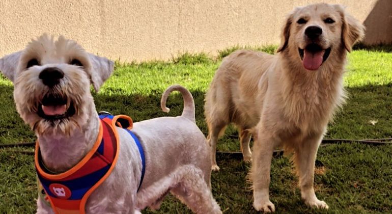 Adufg-Sindicato inicia parceria com serviço de hospedagem e creche para pets