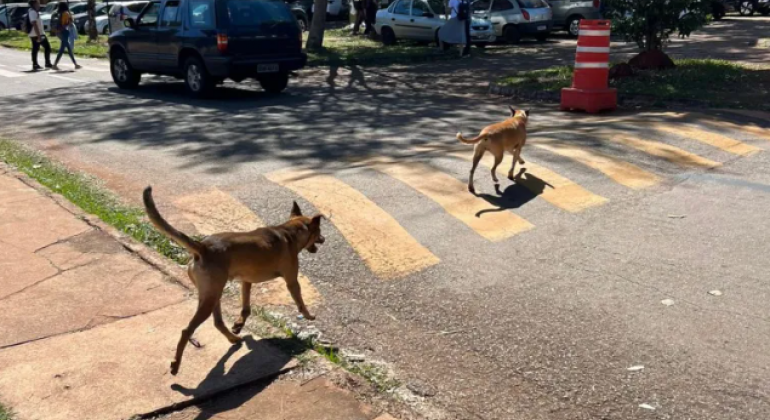 Comissão instituída pela UFG estuda solução de problemas relacionados a cães e gatos abandonados no Campus Samambaia