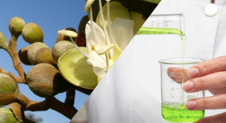 De Goiás para o Brasil: insumos do Cerrado conquistam mercado de cosméticos