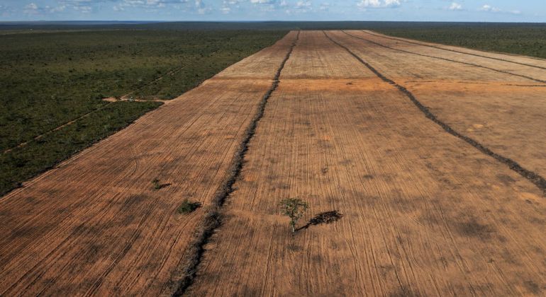 Desmatamento cai 32,4% no Brasil em 2024, aponta relatório