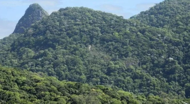 Mata Atlântica: Marina reforça que Lula não permitirá flexibilização ambiental