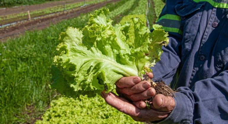 Pesquisadores goianos podem participar de evento internacional de agricultura sustentável