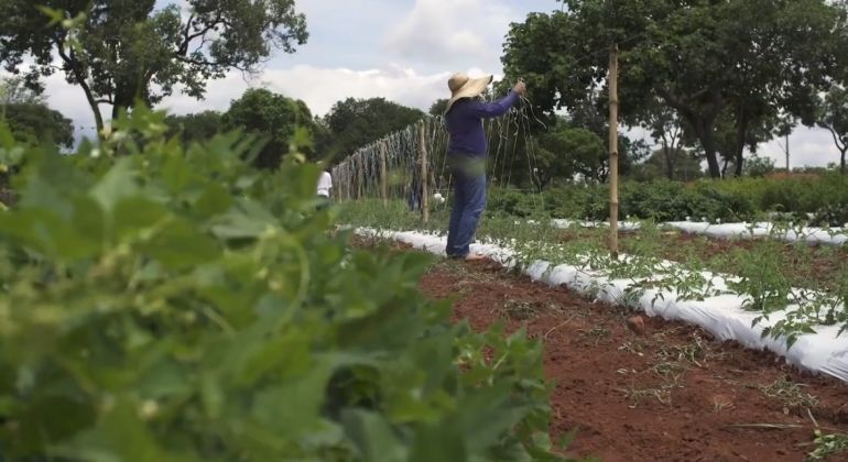 UFG desenvolve projeto para manejo sustentável da agricultura familiar em Caldas Novas