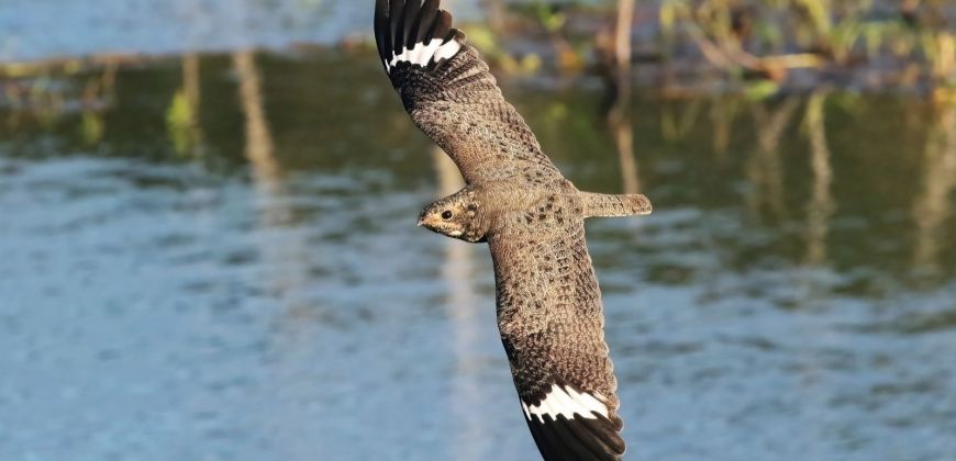 Terça Cultural | Exposição: Aves Por Onde Andei